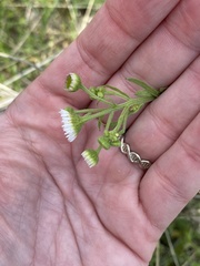 Erigeron geiseri
