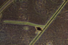 Oscillatoria redekei