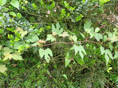 Ampelopsis glandulosa heterophylla