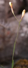 Hesperantha montigena
