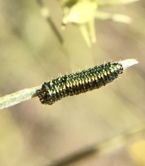 Trirhabda sericotrachyla