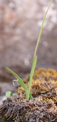 Hesperantha montigena