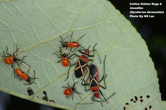 Dysdercus decussatus