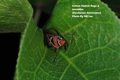 Dysdercus decussatus