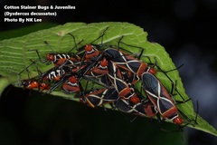 Dysdercus decussatus