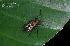 Dysdercus decussatus