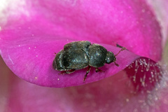 Brachypterolus