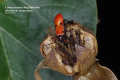 Dysdercus decussatus