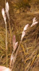 Hydrophilus rattrayi