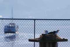 Larus dominicanus dominicanus