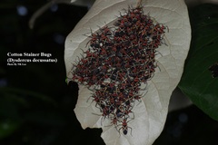 Dysdercus decussatus