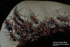 Dysdercus decussatus