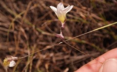 Ixia saundersiana