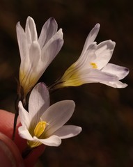 Ixia saundersiana