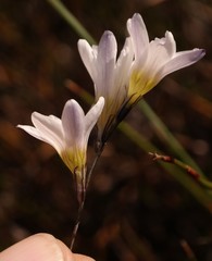 Ixia saundersiana