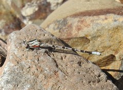 Arrenurus