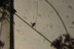 Oscillatoria redekei