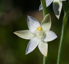 Thelymitra holmesii