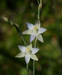 Thelymitra holmesii