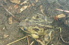 Pelobates fuscus insubricus