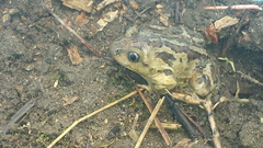 Pelobates fuscus insubricus
