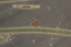 Trachelomonas similis