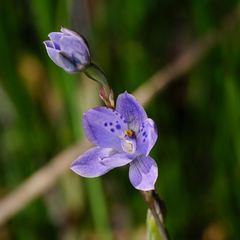 Thelymitra juncifolia