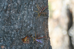 Megarhyssa nortoni