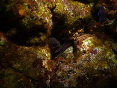 Gymnothorax unicolor