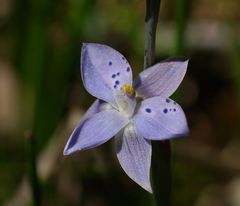 Thelymitra juncifolia