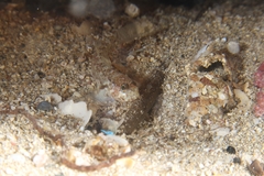 Vanneaugobius canariensis