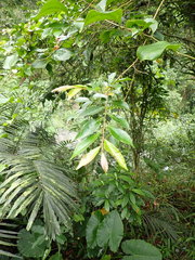 Glochidion acuminatum