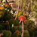 Kumara haemanthifolia - Photo (c) Nick Helme,  זכויות יוצרים חלקיות (CC BY-SA), הועלה על ידי Nick Helme