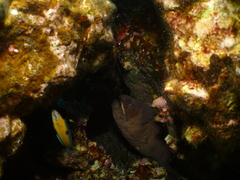 Gymnothorax unicolor