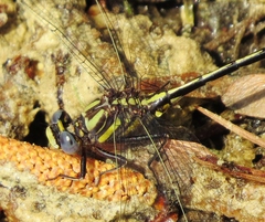 Phanogomphus diminutus