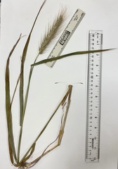 Elymus glabriflorus