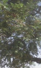 Parkia biglobosa