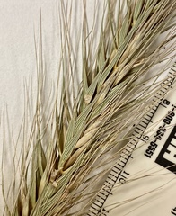 Elymus glabriflorus