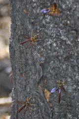 Megarhyssa nortoni