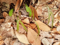 Claytonia caroliniana