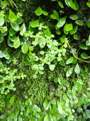 Pilea peploides major