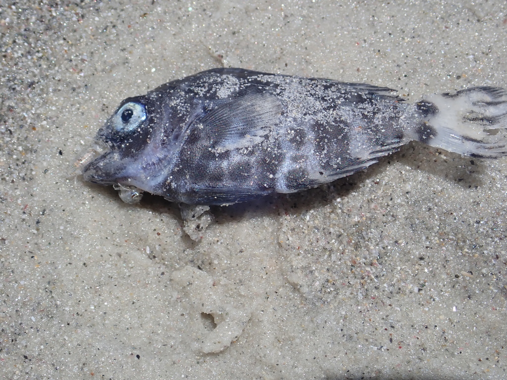 Raft-fish (Schedophilus maculatus) - Marine Life Identification