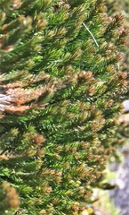 Selaginella wallacei