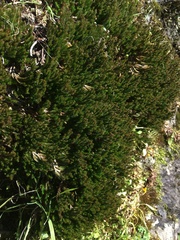 Selaginella wallacei