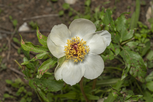 Image of Paeonia clusii by (c) Eleftherios Katsillis, some rights reserved (CC BY)