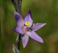 Thelymitra holmesii