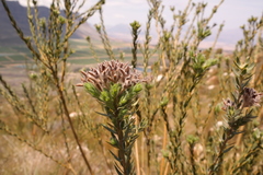 Liparia umbellifera