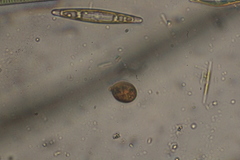 Trachelomonas similis