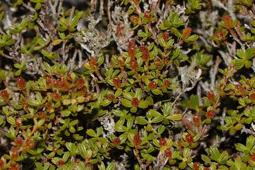 Myrothamnaceae image