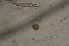 Trachelomonas similis